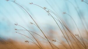 Learning to Tolerate Distress in a Distressing World